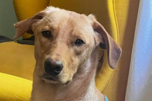 DANY, Hund, Bracke-Labrador-Mix in Hamburg
