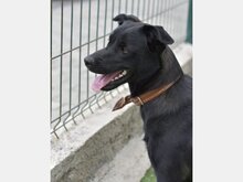 MILA, Hund, Mischlingshund in Spanien