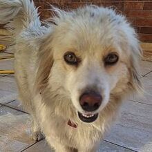 ROZAF, Hund, Mischlingshund in Griechenland