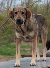 AMALIA, Hund, Mischlingshund in Rumänien