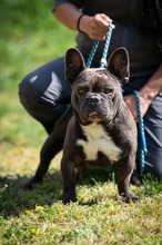 FRICIAN, Hund, Französische Bulldogge in Bad Wünnenberg