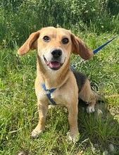 FANNY, Hund, Beagle-Mischling in Rumänien