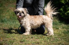 FLINT, Hund, Shih Tzu in Bad Wünnenberg