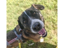 SAMUEL, Hund, Mischlingshund in Arnstadt