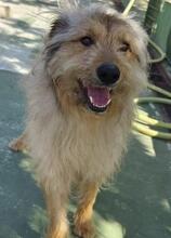 TITO, Hund, Katalanischer Schäferhund-Mix in Spanien