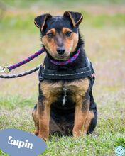 LUPIN, Hund, Jagdterrier - Mischling in Ungarn