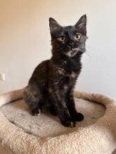NADIA, Katze, Hauskatze in Kirchheim