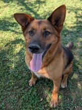 DREAMER, Hund, Deutscher Schäferhund-Mix in Italien