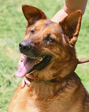 DREAMER, Hund, Schäferhund Mischling in Italien