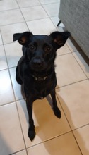NALA, Hund, Mischlingshund in Uetersen