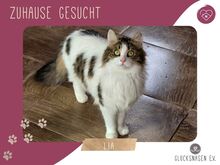 LIA, Katze, Langhaarkatze-Mix in Bulgarien