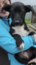 KATEA, Hund, Mischlingshund in Nürnberg