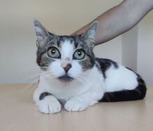 KAREN, Katze, Europäisch Kurzhaar in Andernach