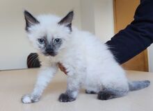 NOVA, Katze, Heilige Birma-Thai Siamkatze-Mix in Spanien
