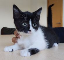 ASTRA, Katze, Europäisch Kurzhaar in Spanien