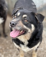 TEDO, Hund, Mischlingshund in Rumänien