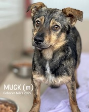MUCK, Hund, Mischlingshund in Rumänien