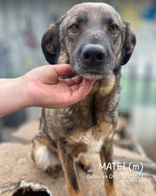 MATEI, Hund, Mischlingshund in Rumänien