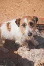 PUPPY BOLINHAS, Hund, Jack Russell Terrier in Gießen