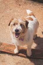 KIKA BONECA, Hund, Jack Russell Terrier in Gießen