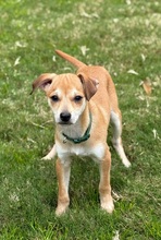 LAYLA-BITZY, Hund, Mischlingshund in Gießen