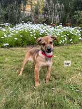 PEPA-ITSY, Hund, Mischlingshund in Gießen