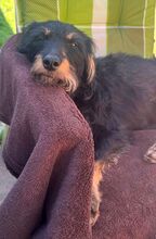 QUINN, Hund, Mischlingshund in Brekendorf