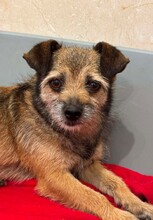 PHILINE, Hund, Mischlingshund in Rumänien