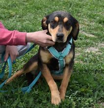 CHLOE, Hund, Mischlingshund in Ungarn