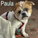 PAULA, Hund, Pekingesenmix in Berlin