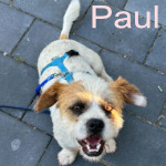 PAUL, Hund, Pekingesenmix in Bad Belzig