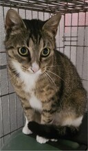 SINA, Katze, Europäisch Kurzhaar in Elmshorn