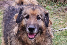 BRUCE, Hund, Sarplaninac in Kroatien