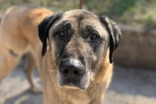 COLIN, Hund, Kangal in Kroatien
