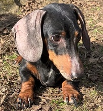DJANGO, Hund, Dackel in Wiesbaden