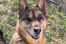 THOMAS, Hund, Schäferhund in Kroatien