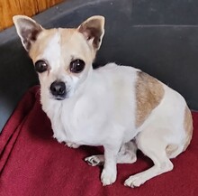 LINDA, Hund, Chihuahua in Weilheim