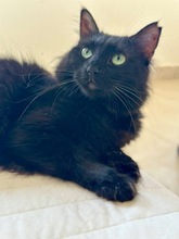 LUNKA, Katze, Hauskatze in Zypern