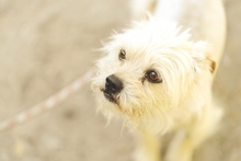 CHEWIE, Hund, Mischlingshund in Vaterstetten