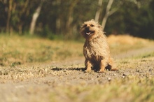 HAN, Hund, Mischlingshund in Vaterstetten