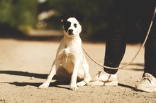 PEPE, Hund, Mischlingshund in Vaterstetten