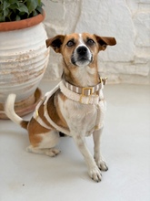 MINIMI, Hund, Mischlingshund in Tiefenbach