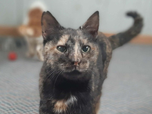 BIBI, Katze, Europäisch Kurzhaar in Griechenland