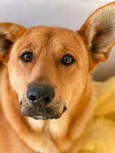 HOPI, Hund, Mischlingshund in Griechenland