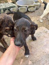 VIOLET, Hund, Mischlingshund in Italien