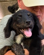 VIBY, Hund, Mischlingshund in Italien
