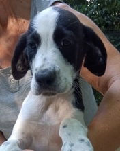 VELIO, Hund, Mischlingshund in Italien