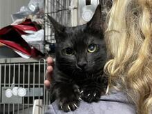 PAOLINA, Katze, Europäisch Kurzhaar in Italien