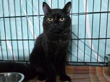 PAOLINO, Katze, Europäisch Kurzhaar in Italien