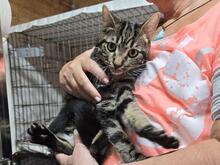 FLY, Katze, Europäisch Kurzhaar in Italien